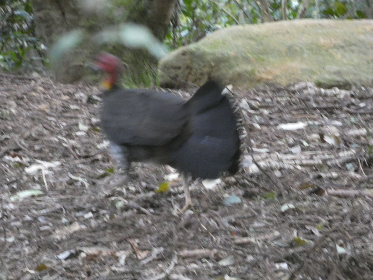 Australian Brushturkey (Yellow-pouched) - ML644311252