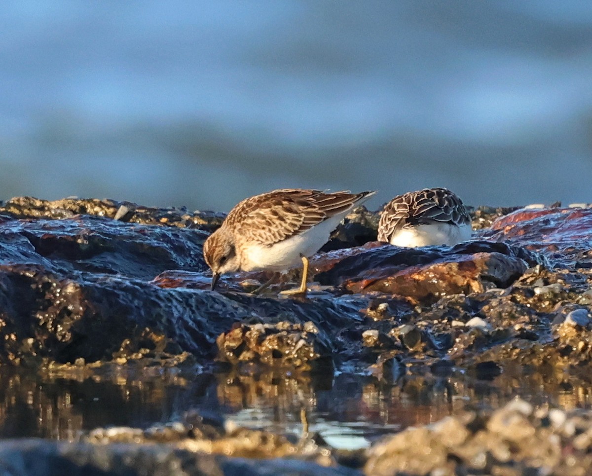 Least Sandpiper - ML644311259
