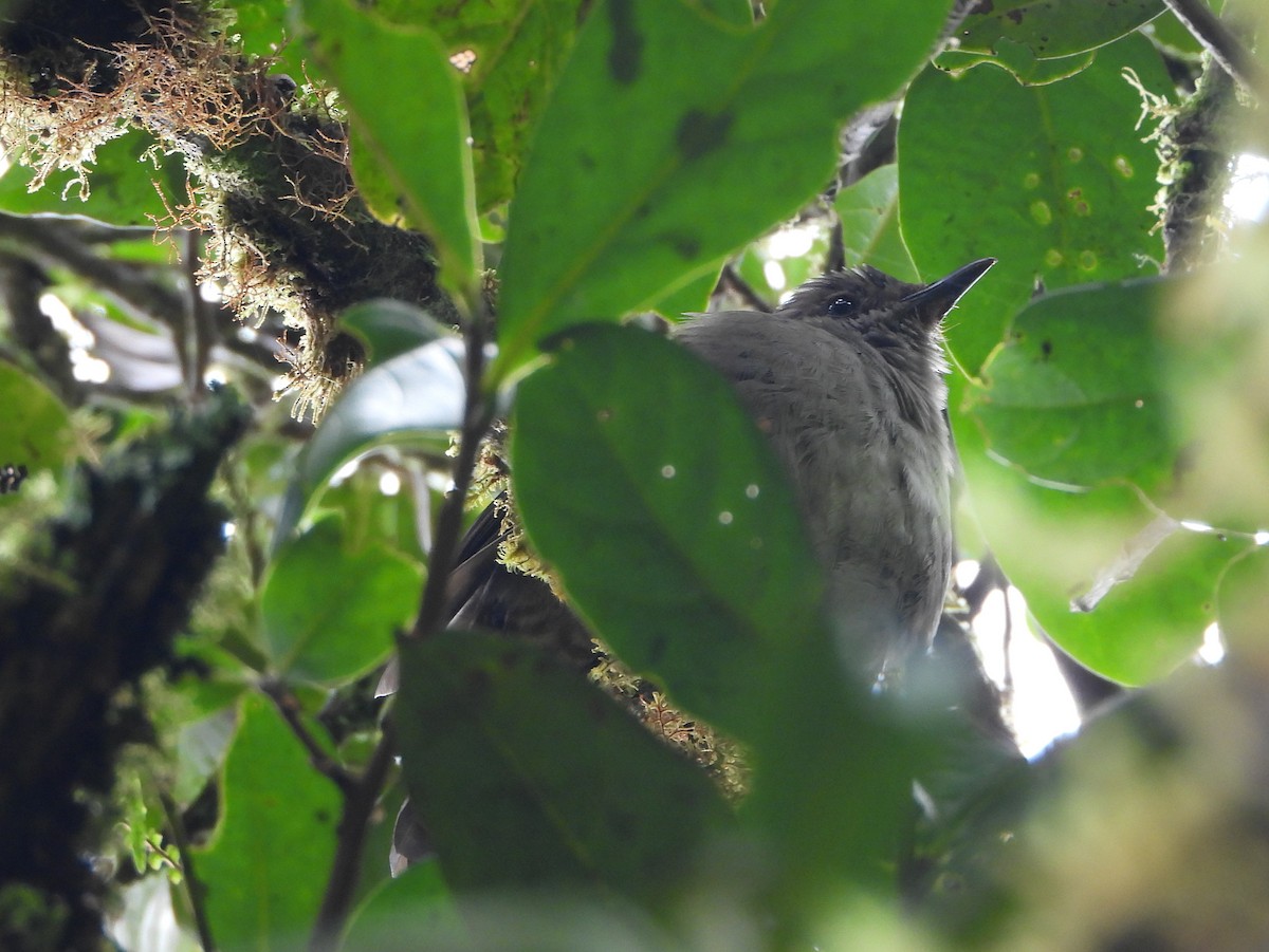 Дрізд панамський - ML644311260