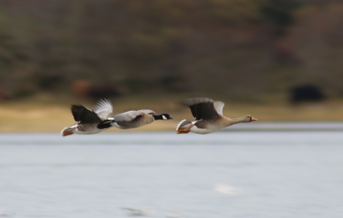 Cackling Goose (Aleutian) - ML644311261