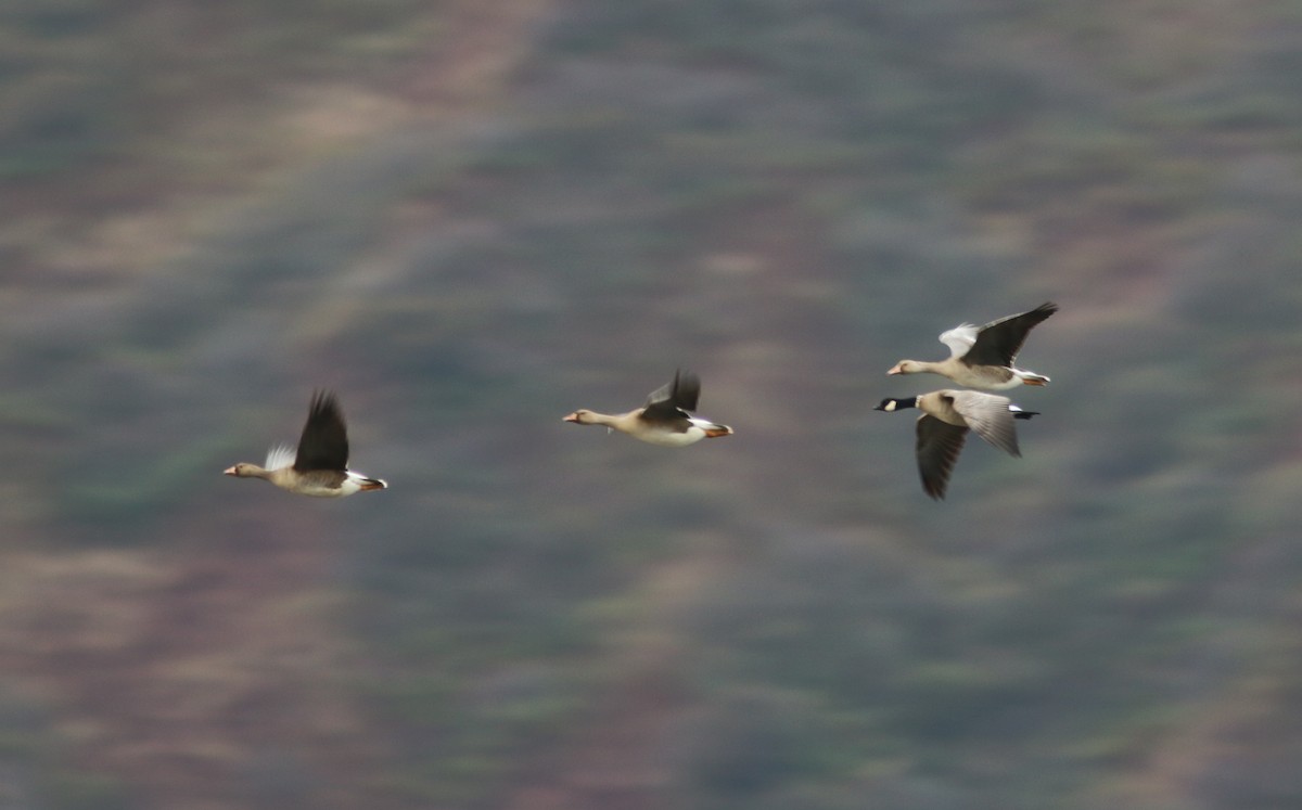 Cackling Goose (Aleutian) - ML644311262