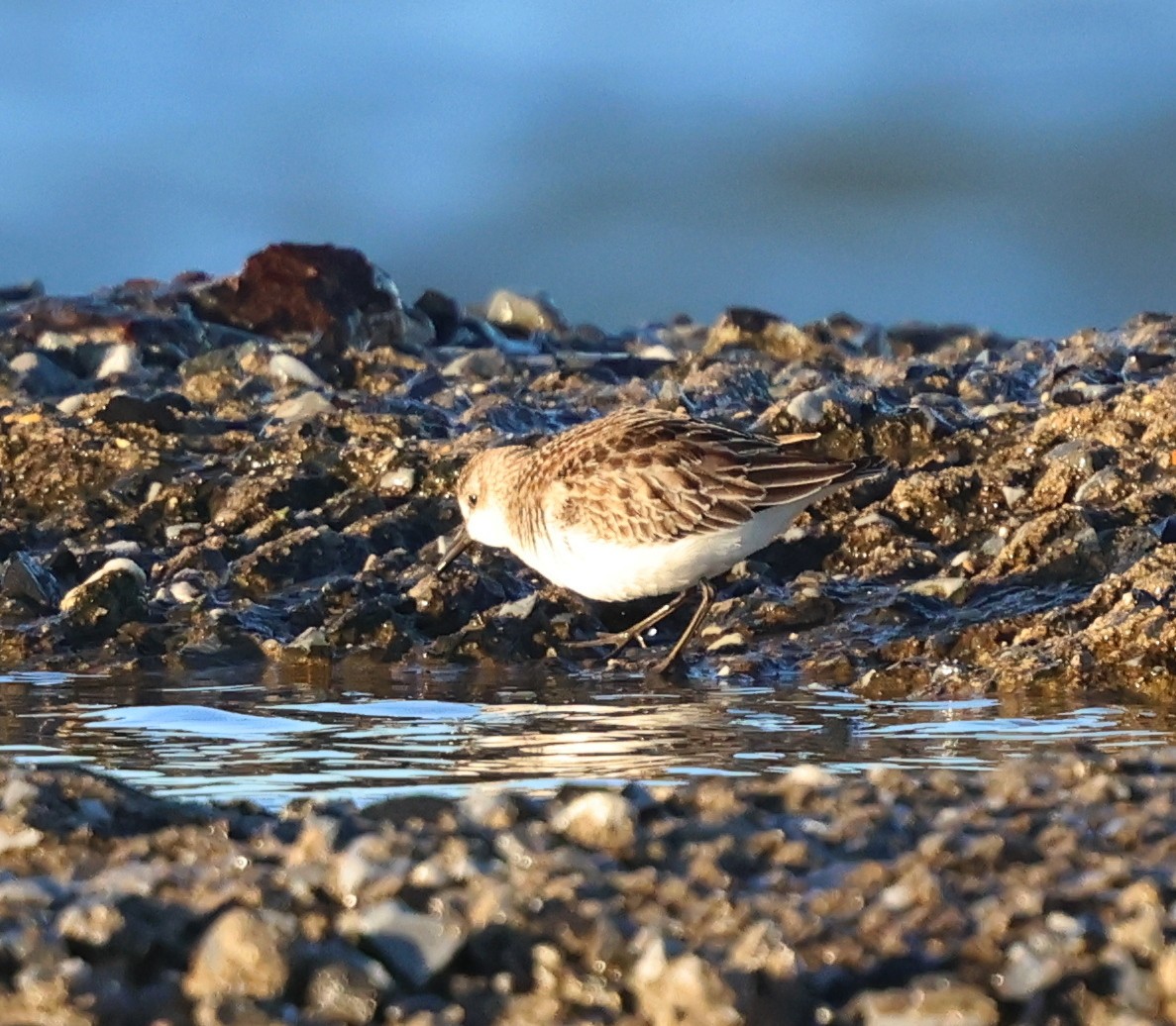 jespák srostloprstý - ML644311263