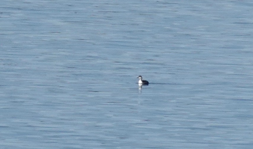 Ухаа шунгуур - ML644311265