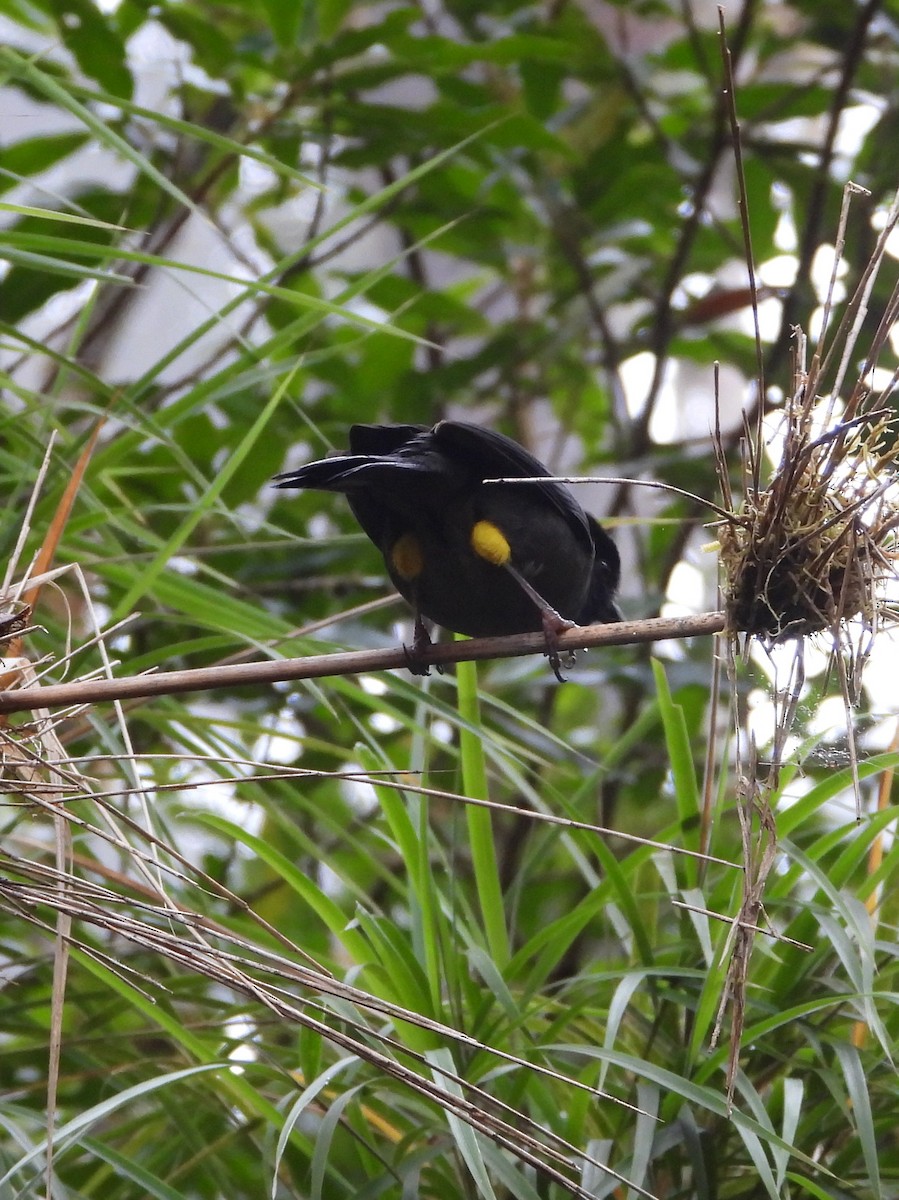 Заросляк коста-риканський - ML644311271