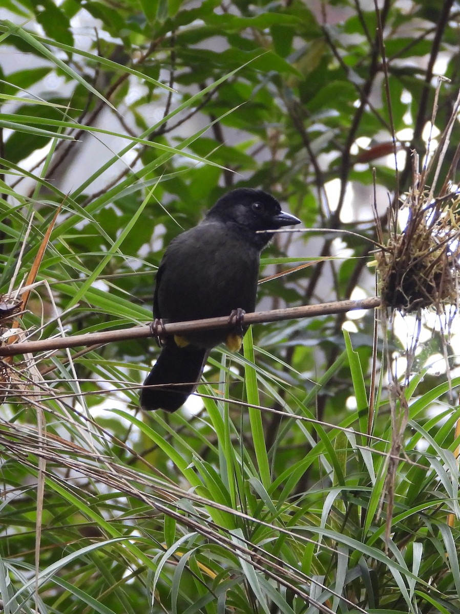 Заросляк коста-риканський - ML644311273