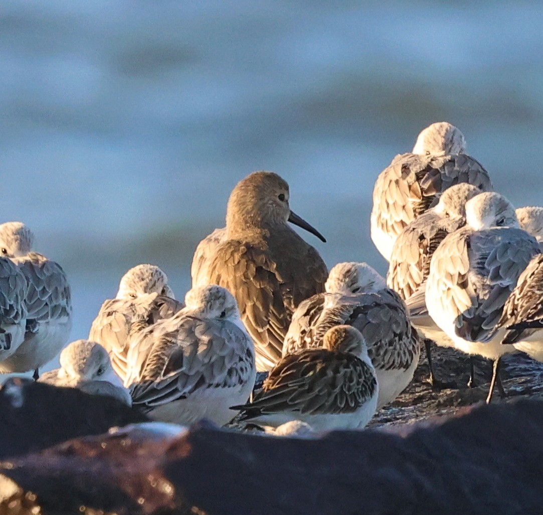 Dunlin - ML644311275