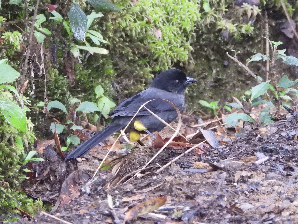 Заросляк коста-риканський - ML644311278