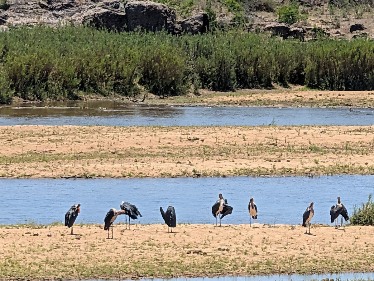 Marabou Stork - ML644311279