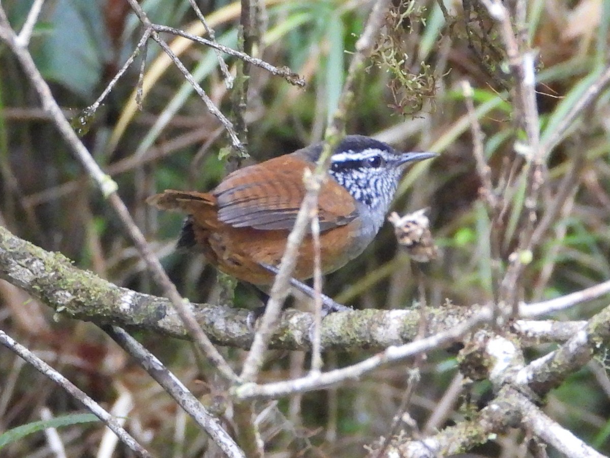 Тріщук сіроволий - ML644311280