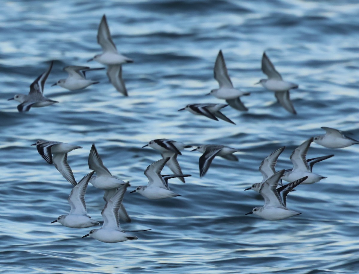 Sanderling - ML644311282