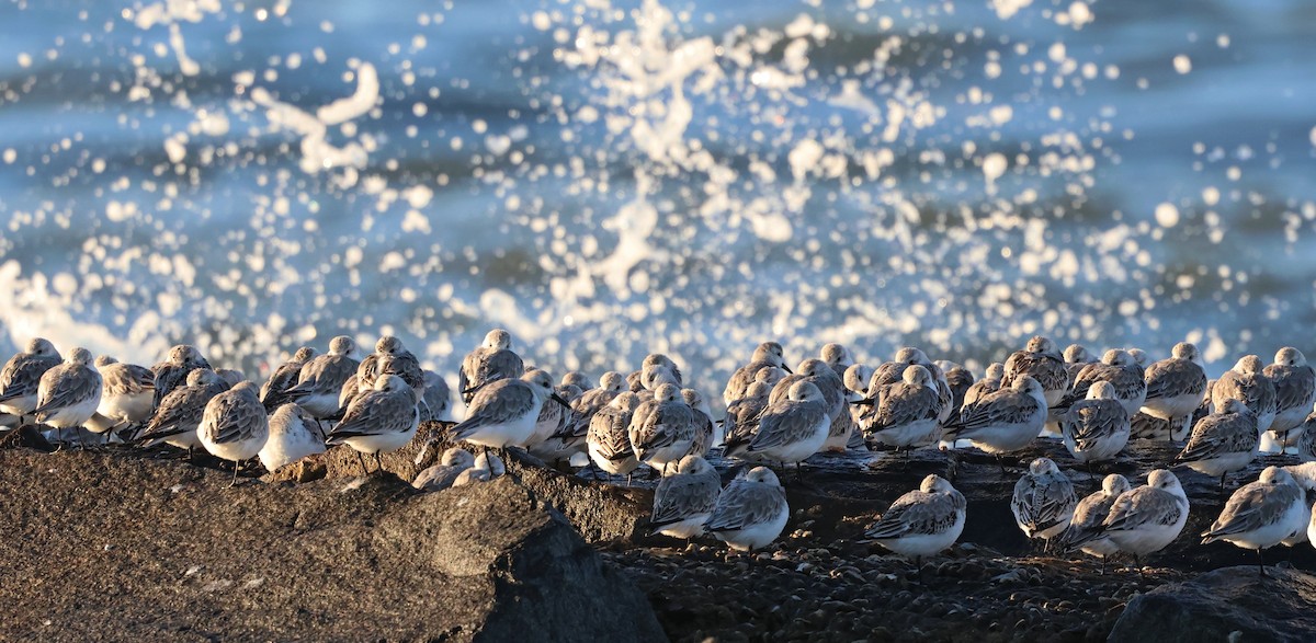 Sanderling - ML644311283