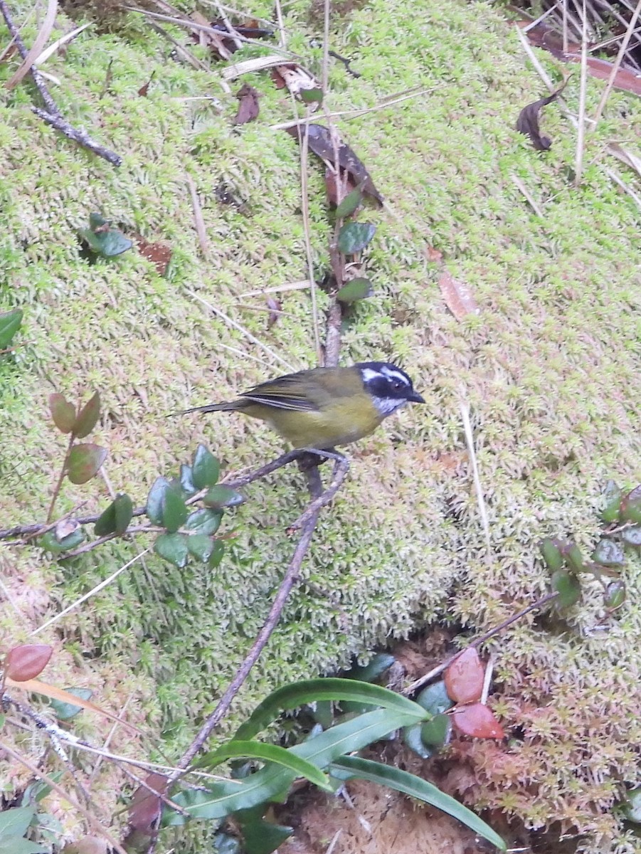 Sooty-capped Chlorospingus - ML644311284