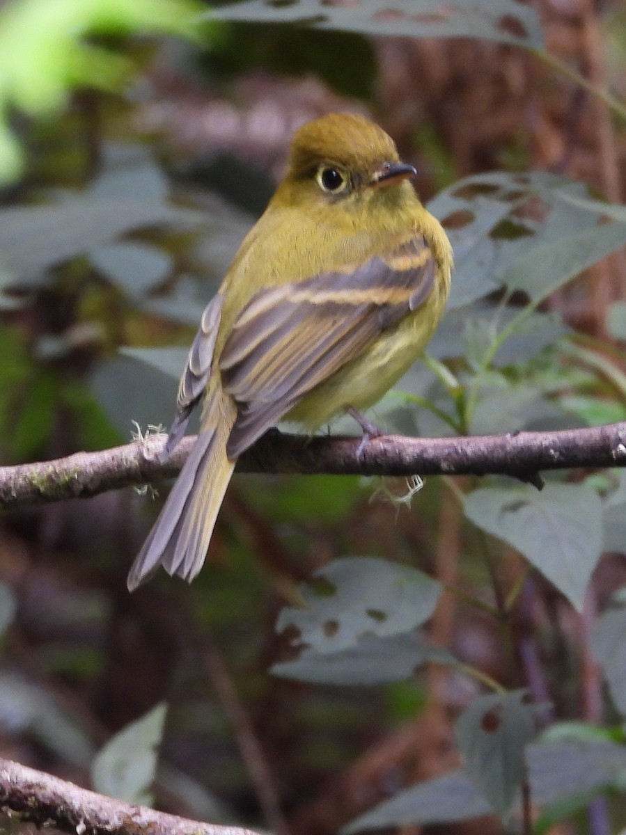 Піві-малюк золотистий - ML644311286