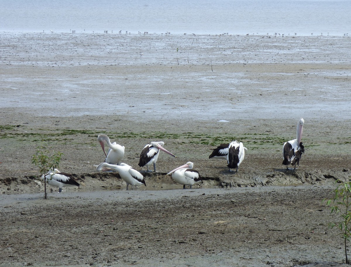 コシグロペリカン - ML644311287