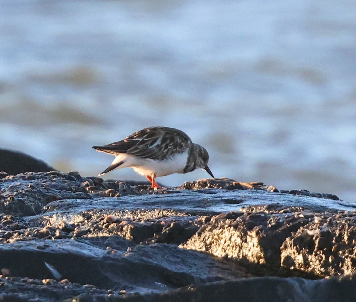 Ruddy Turnstone - ML644311289