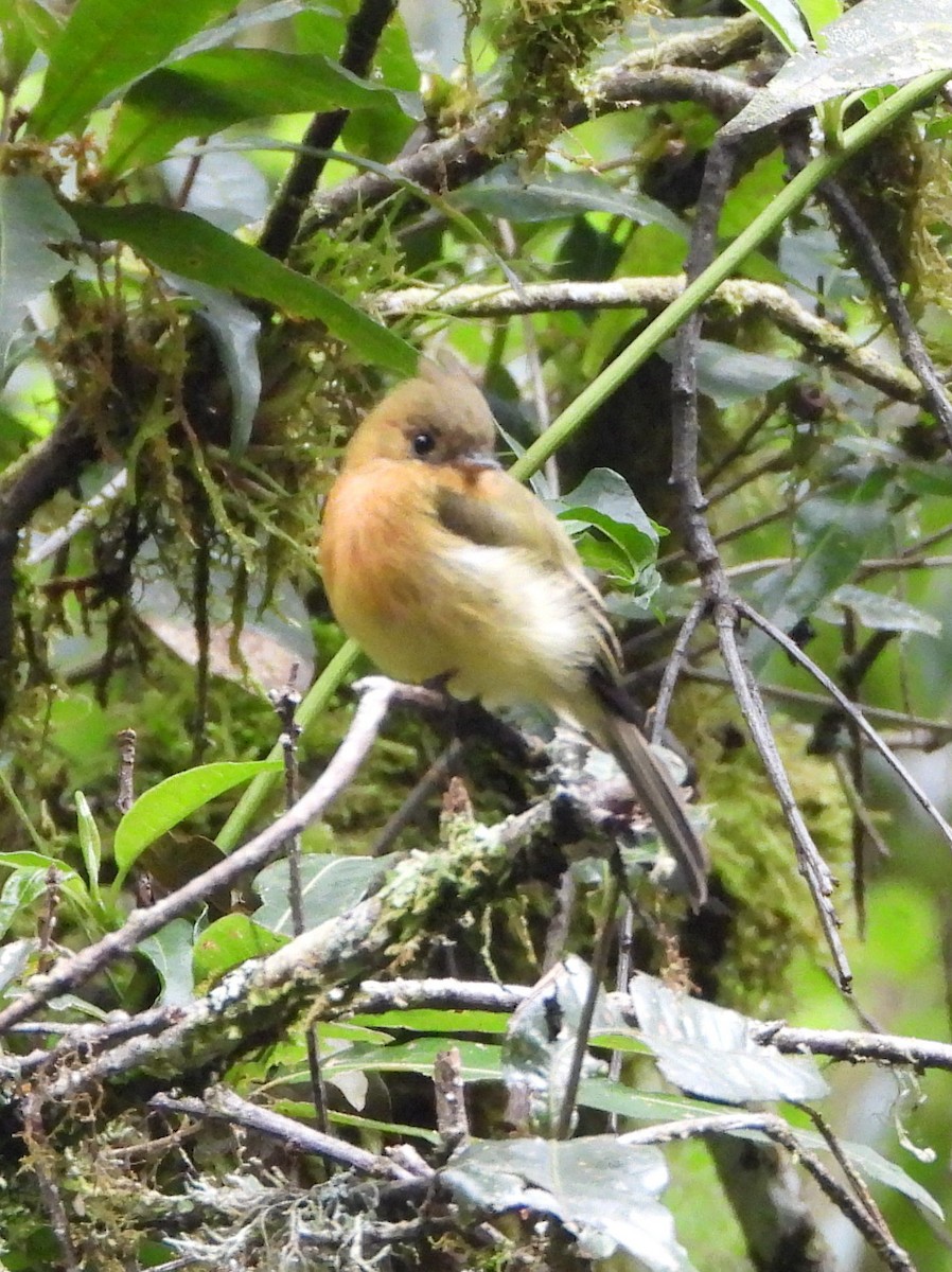 Монудо рудий - ML644311290