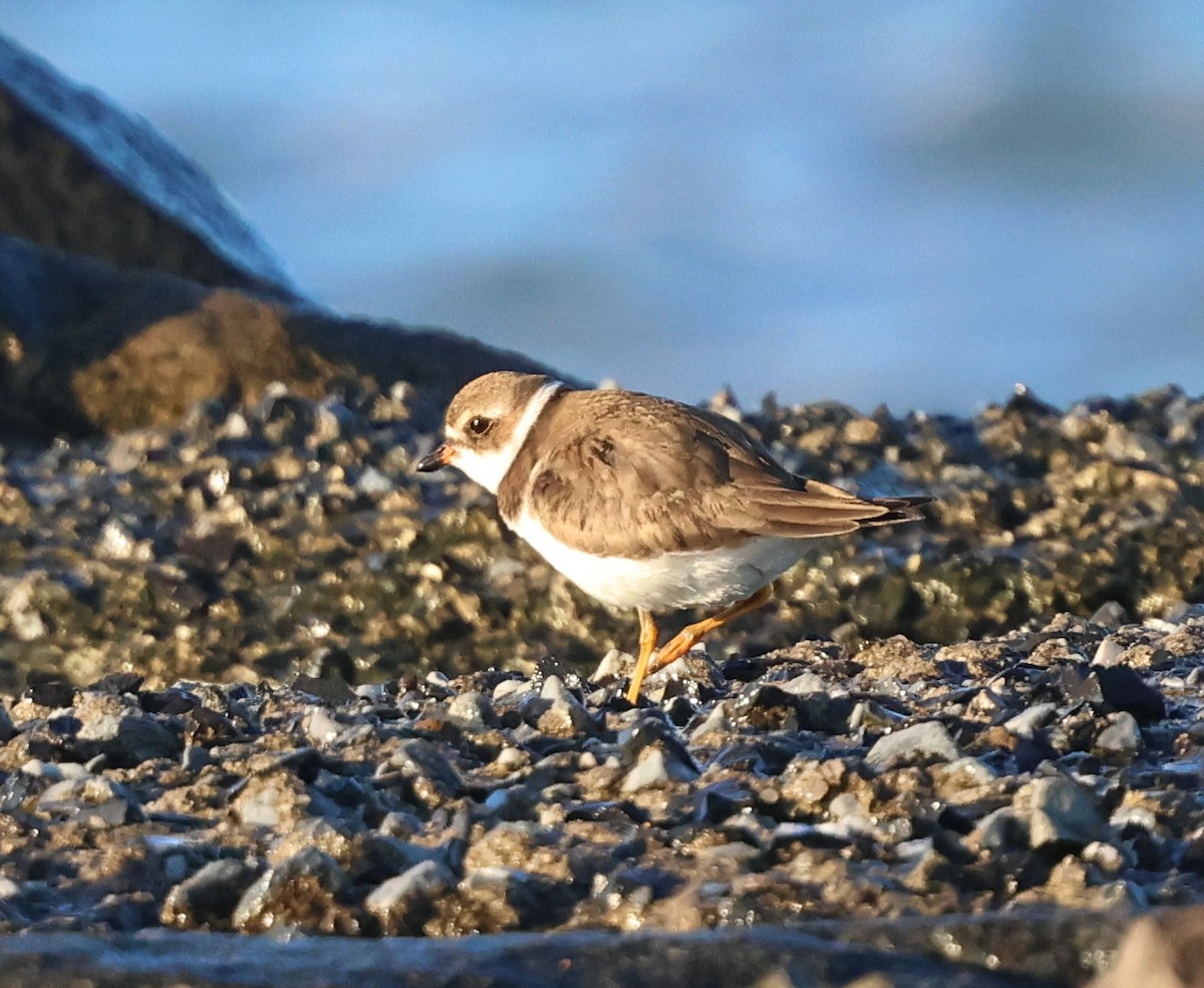 Semipalmated Plover - ML644311294