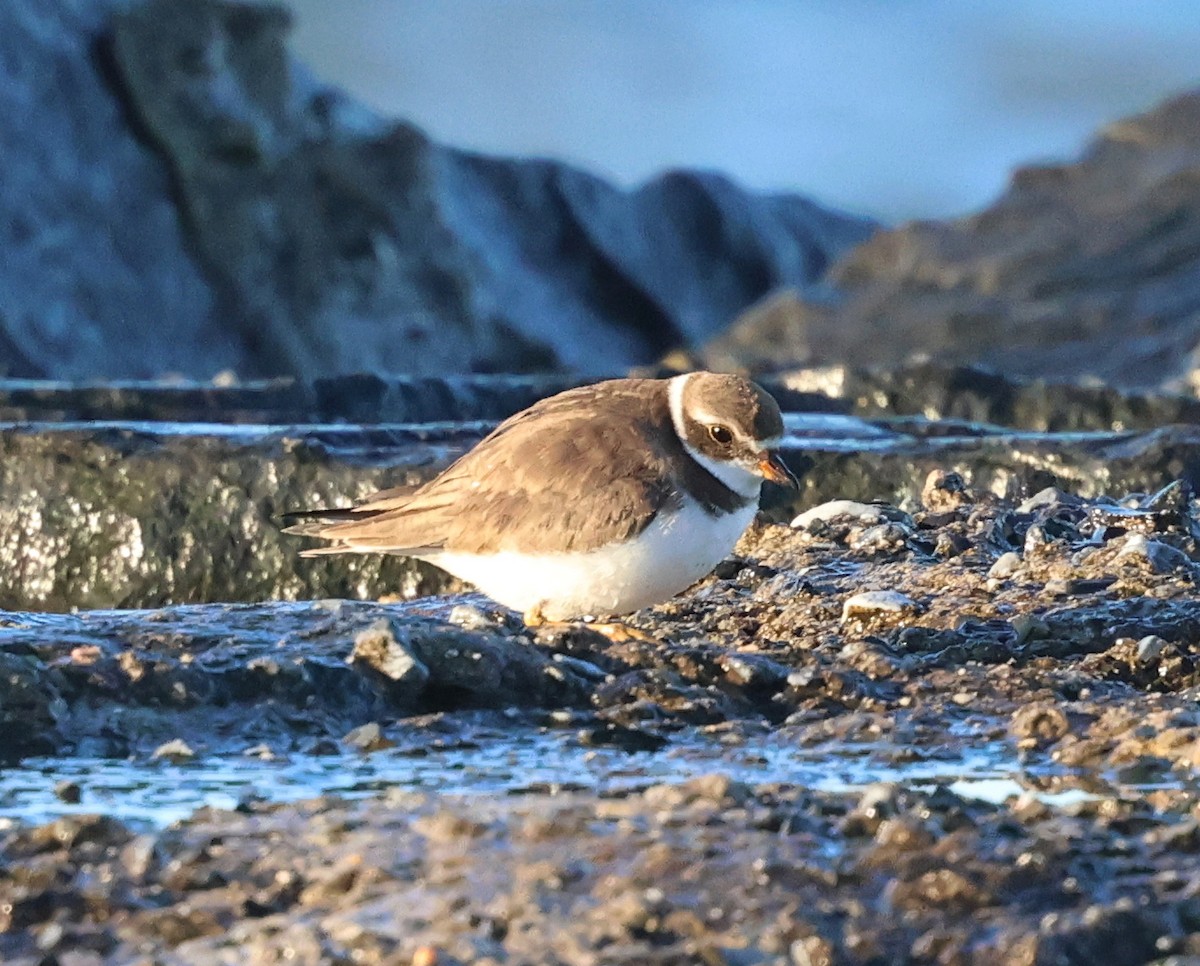 Semipalmated Plover - ML644311295