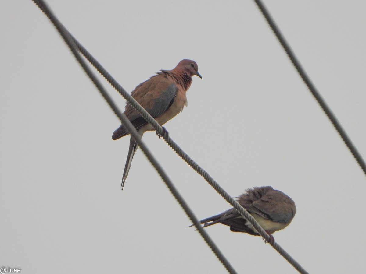 Tortora delle palme - ML644311296