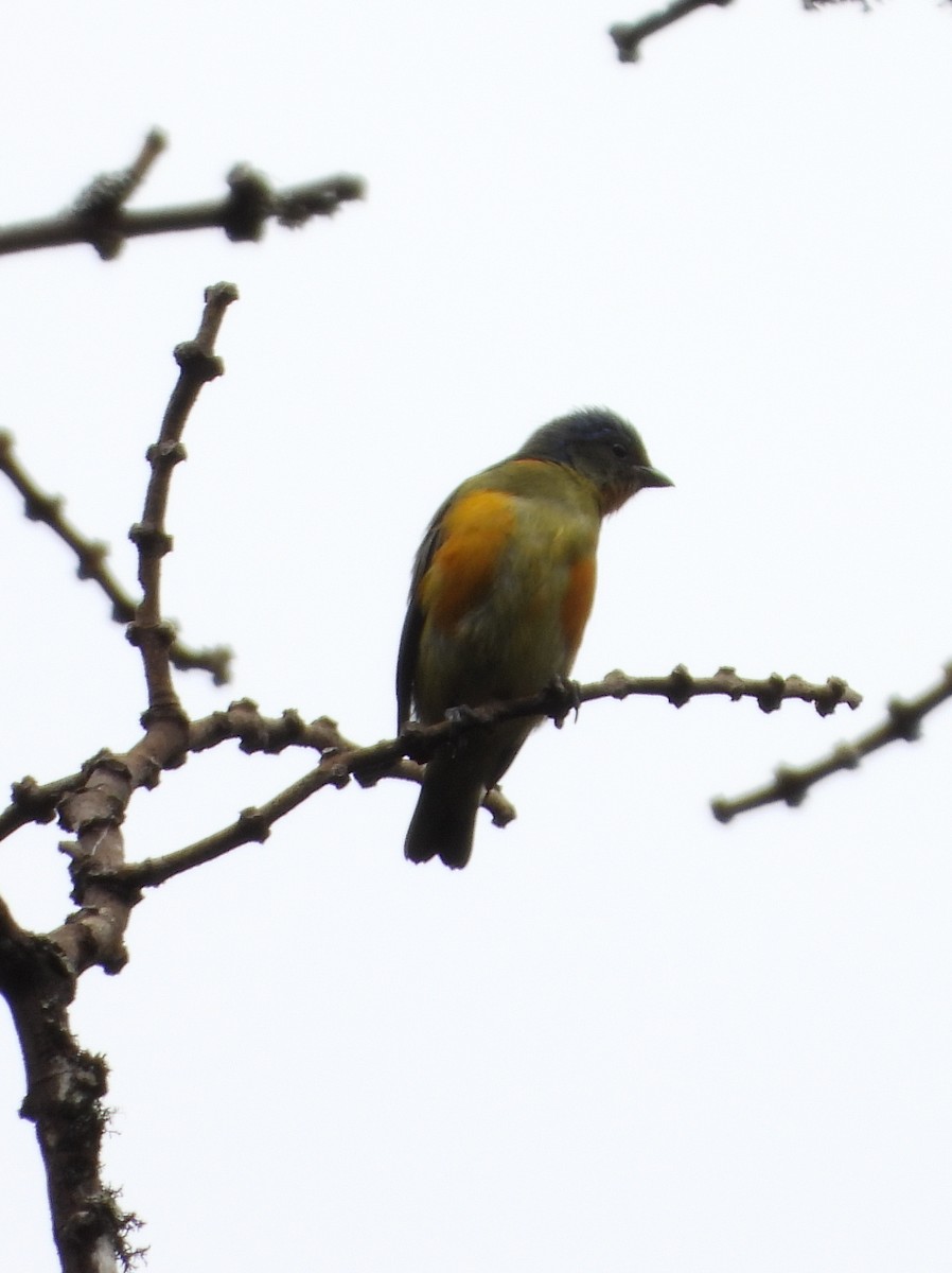 Гутурама гондураська - ML644311297