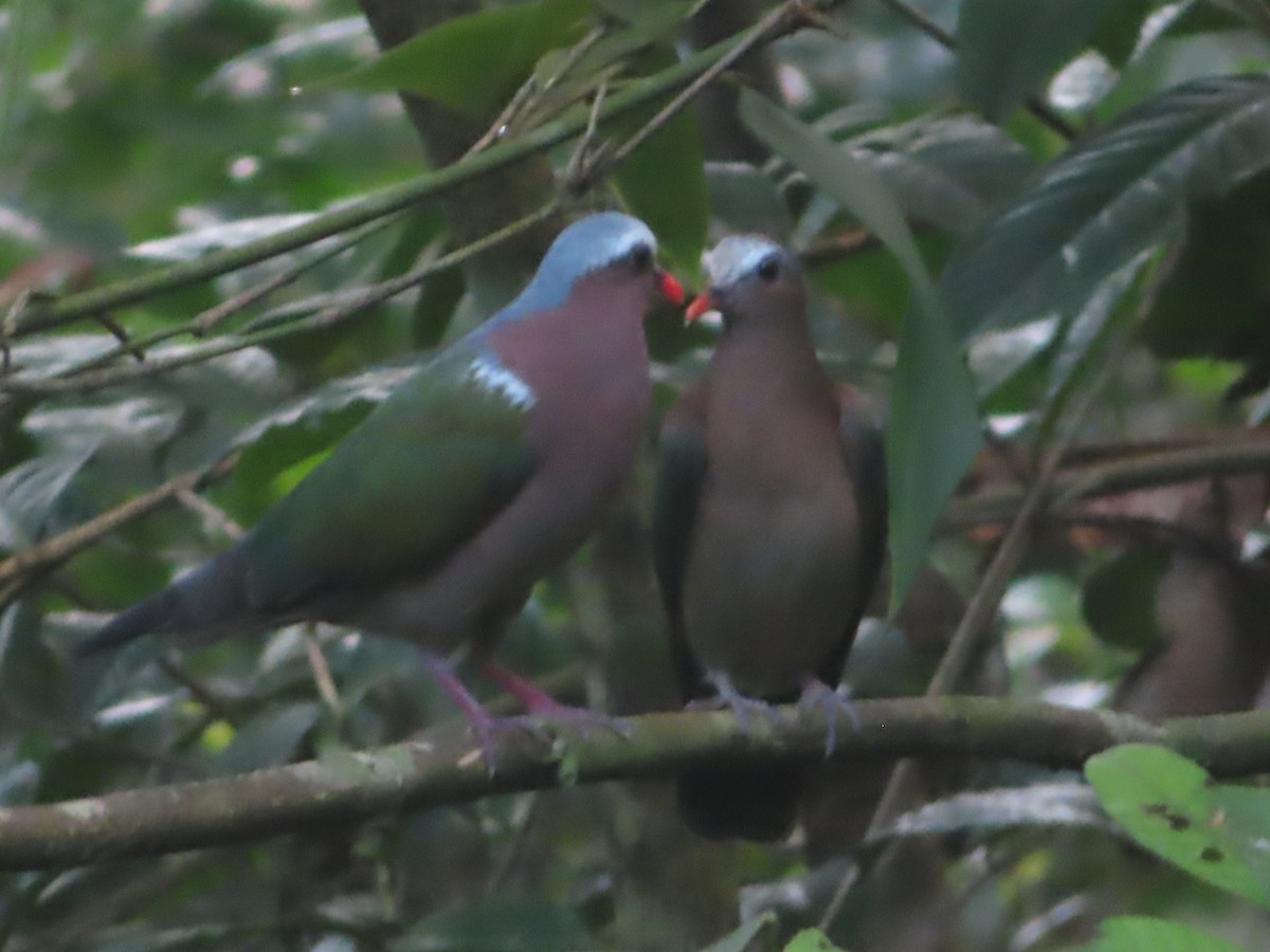 Asian Emerald Dove - ML644311299