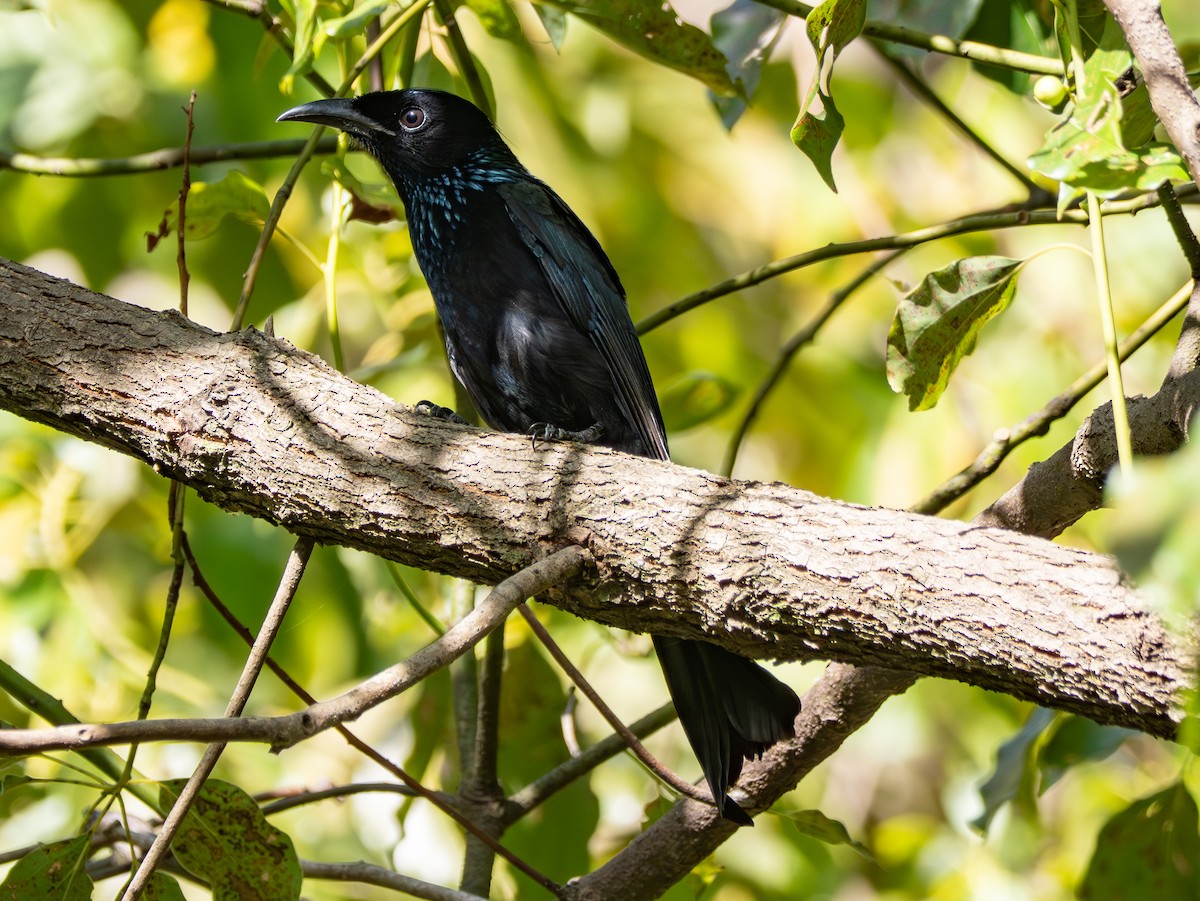 Hair-crested Drongo (Hair-crested) - ML644311307