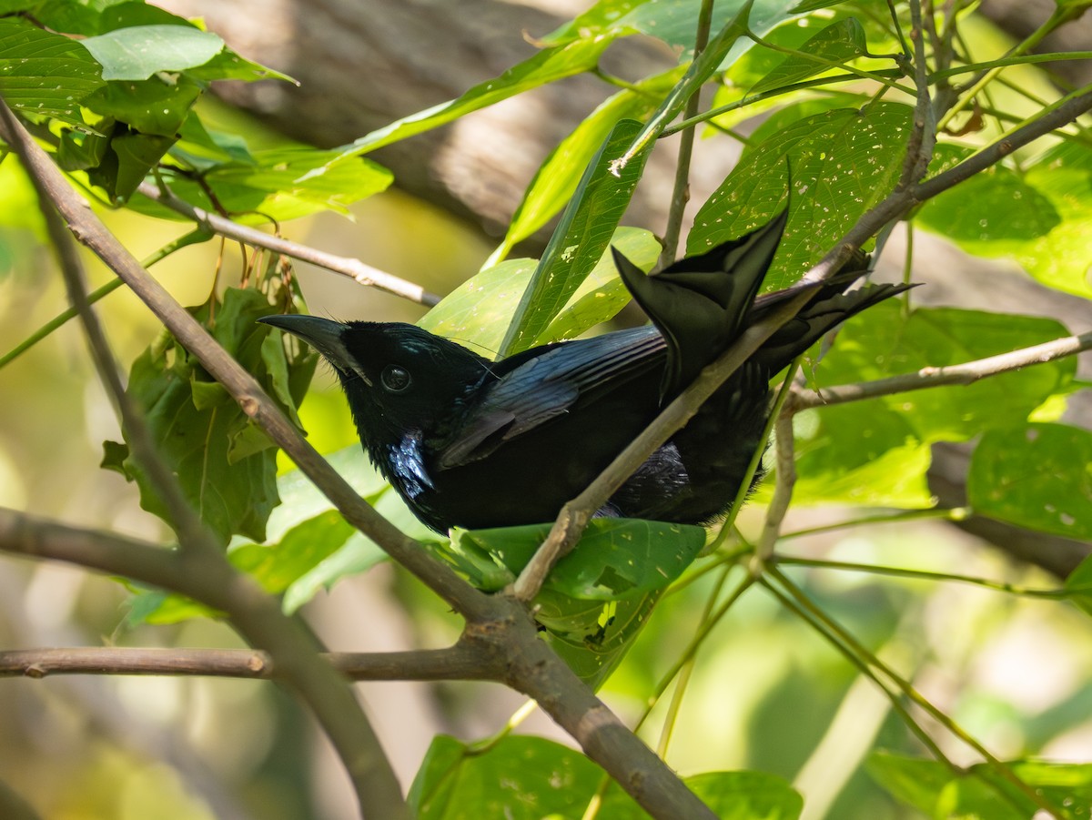 Hair-crested Drongo (Hair-crested) - ML644311308
