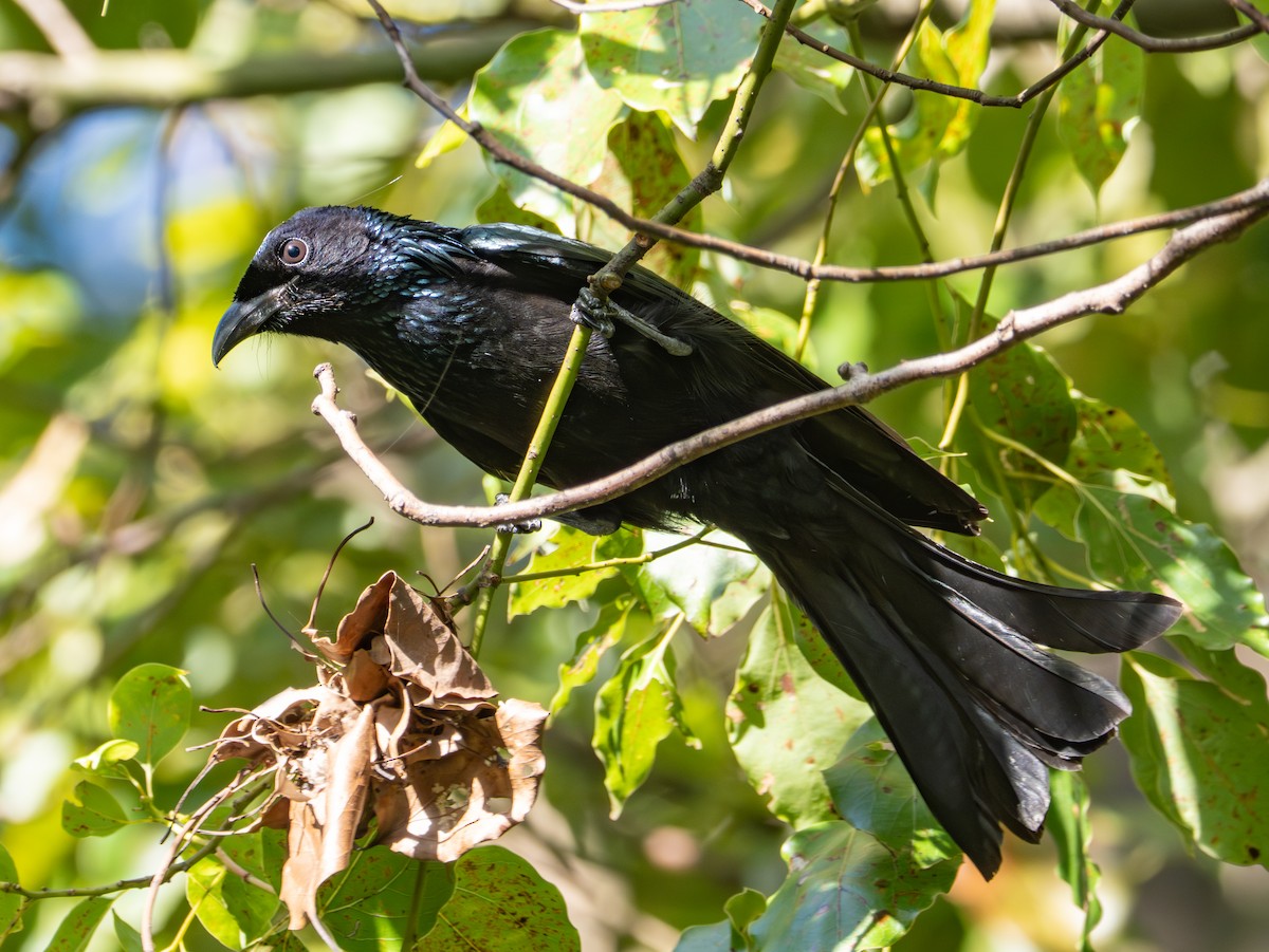 Hair-crested Drongo (Hair-crested) - ML644311309