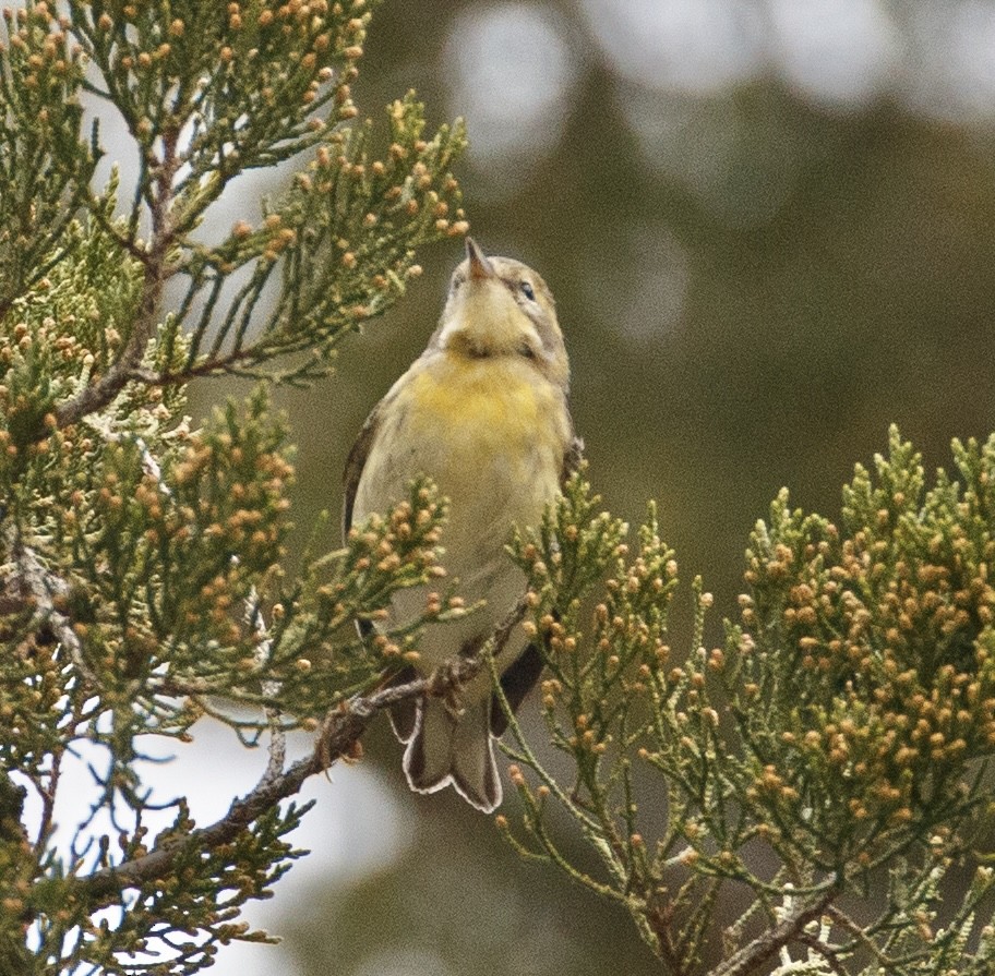 סבכון כתום-גרון - ML644311311