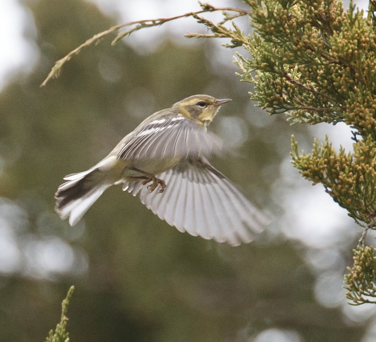 סבכון כתום-גרון - ML644311312