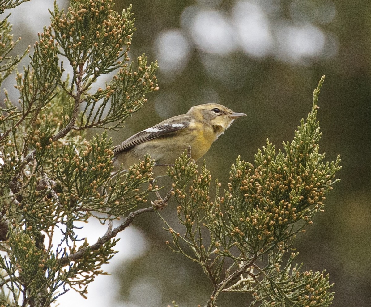 סבכון כתום-גרון - ML644311313