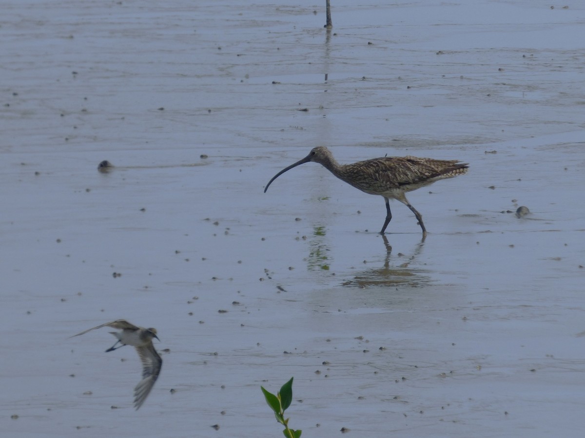 ホウロクシギ - ML644311318