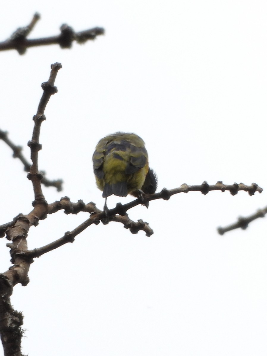 Гутурама гондураська - ML644311319