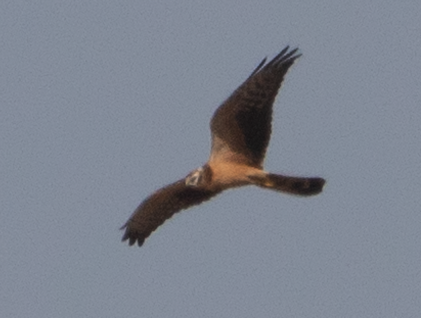 ヒメハイイロチュウヒ - ML644311324