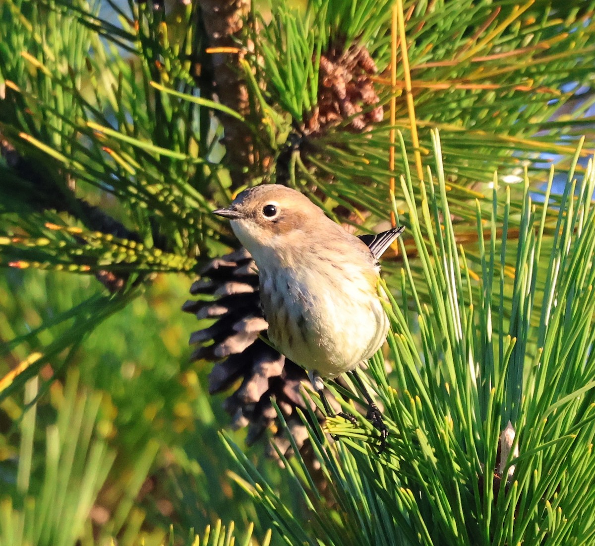 Yellow-rumped Warbler (Myrtle) - ML644311328