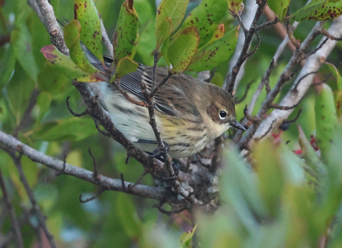 Yellow-rumped Warbler (Myrtle) - ML644311329