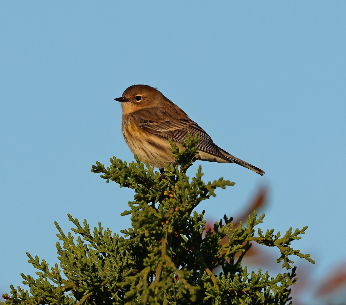 Yellow-rumped Warbler (Myrtle) - ML644311330
