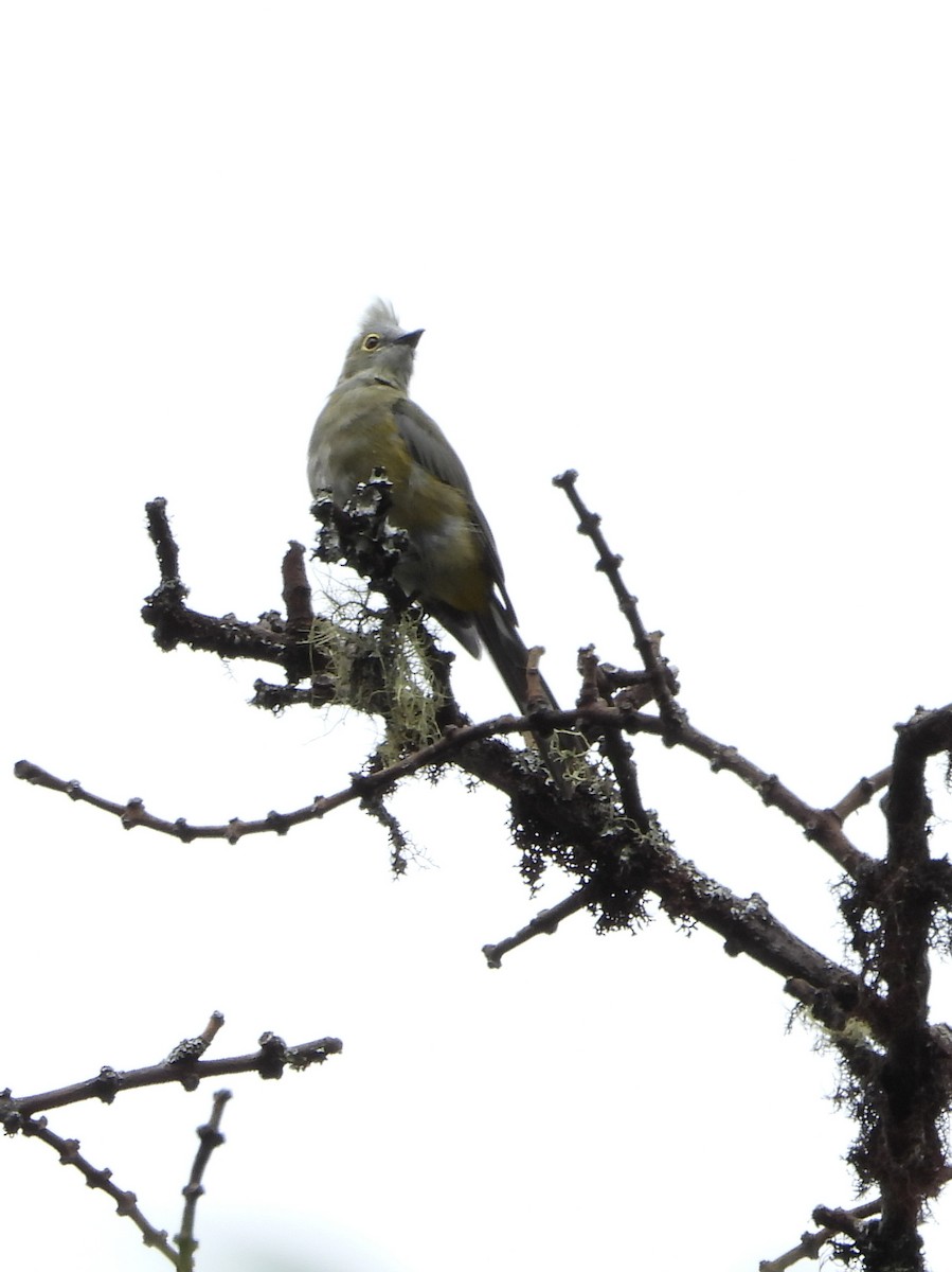 Чубак довгохвостий - ML644311331