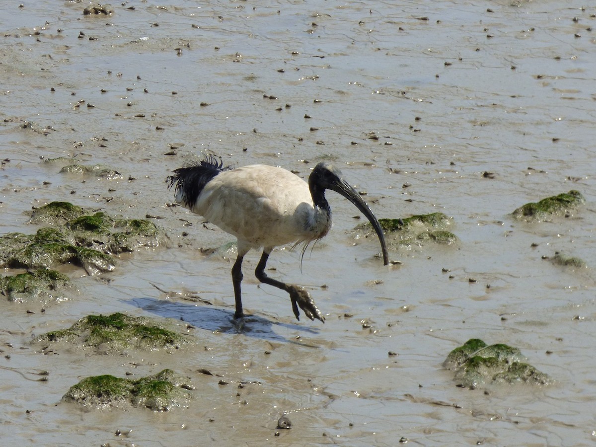 オーストラリアクロトキ - ML644311333