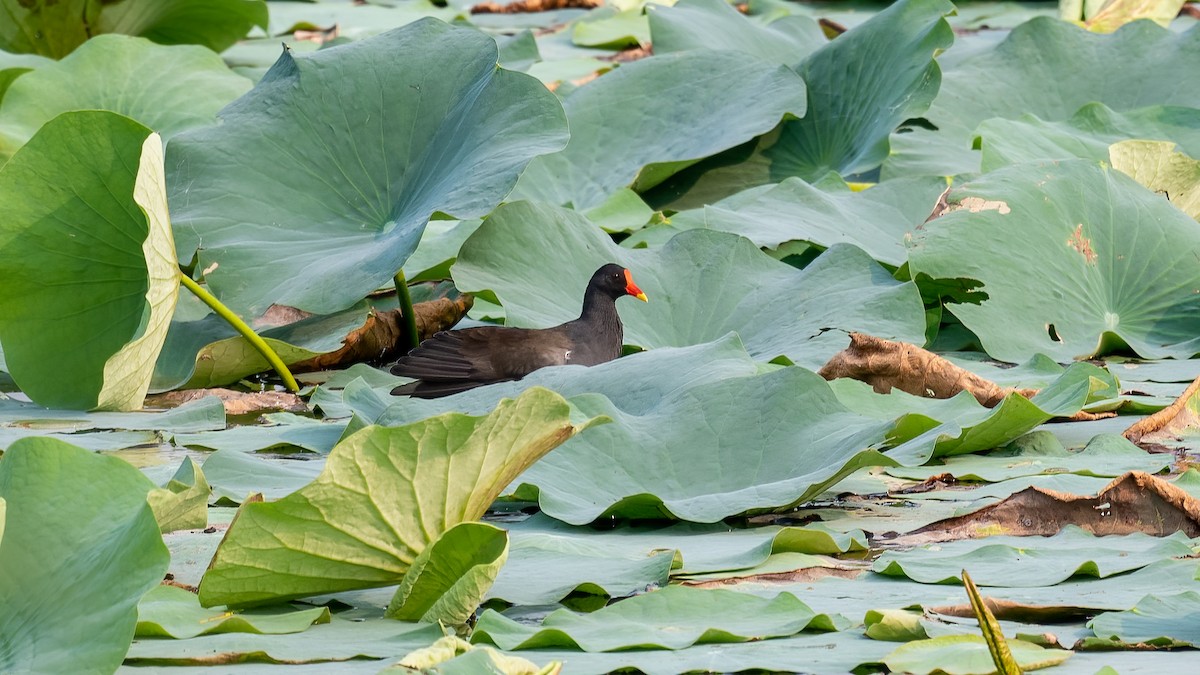Eurasian Moorhen - ML644311334