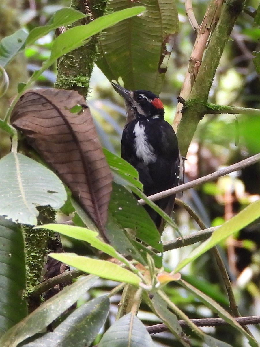 Дятел волохатий - ML644311337