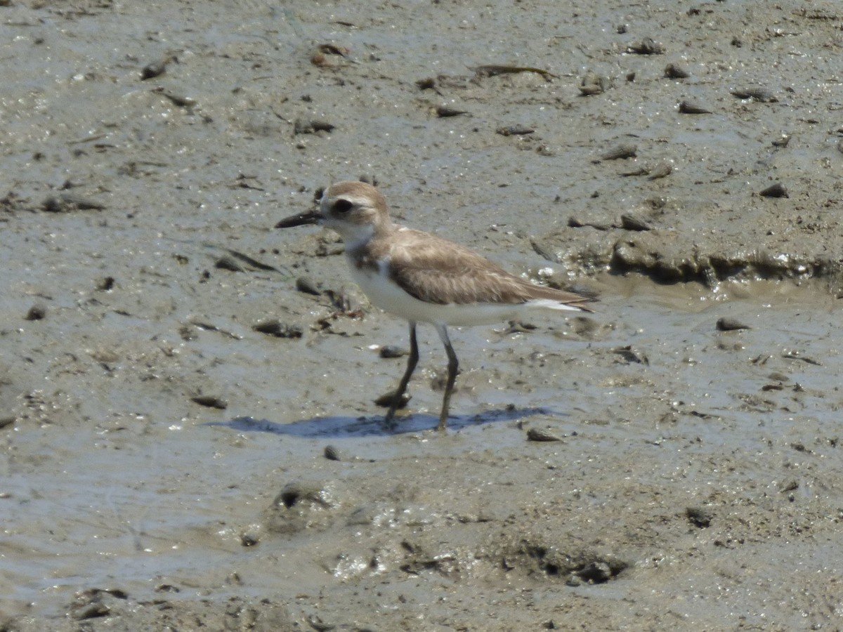 sand-plover sp. - ML644311343