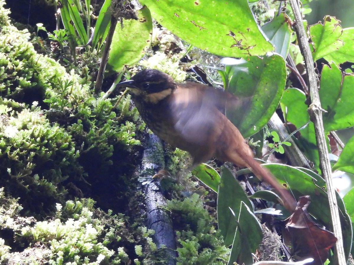 Ковальчик панамський - ML644311344