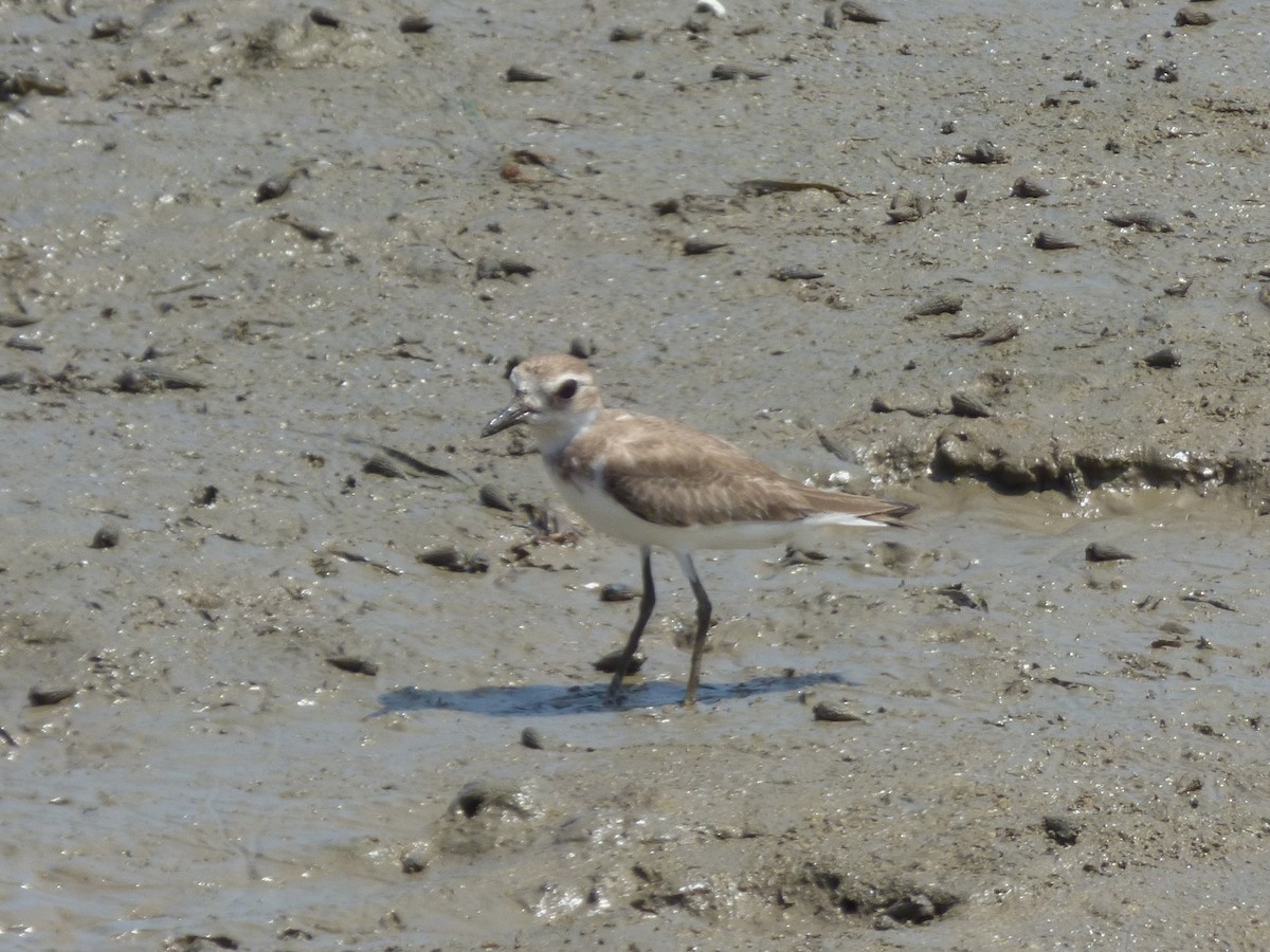 sand-plover sp. - ML644311349
