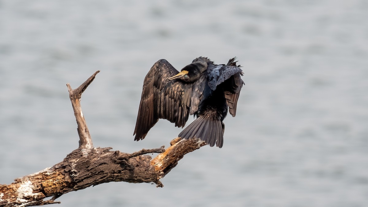 Indian Cormorant - ML644311350