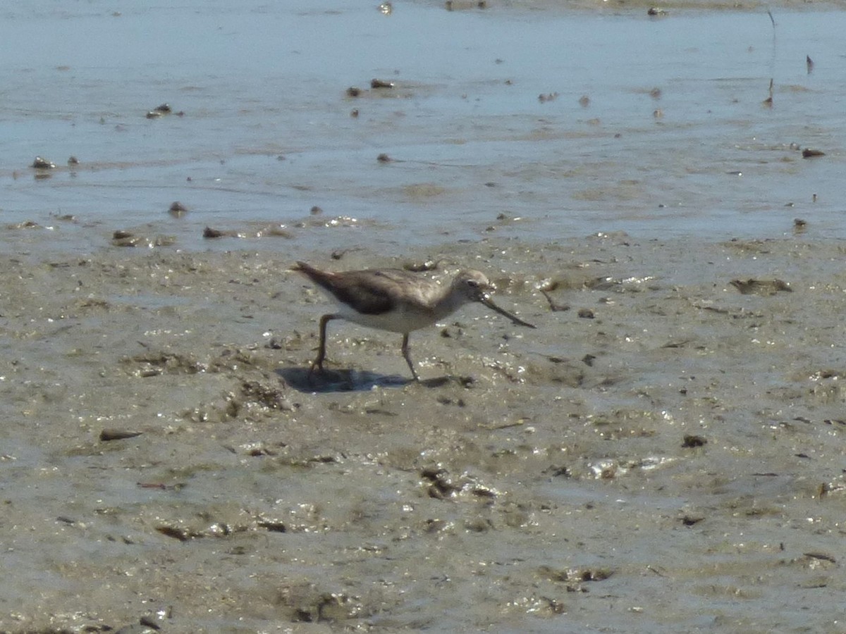 tereksnipe - ML644311351