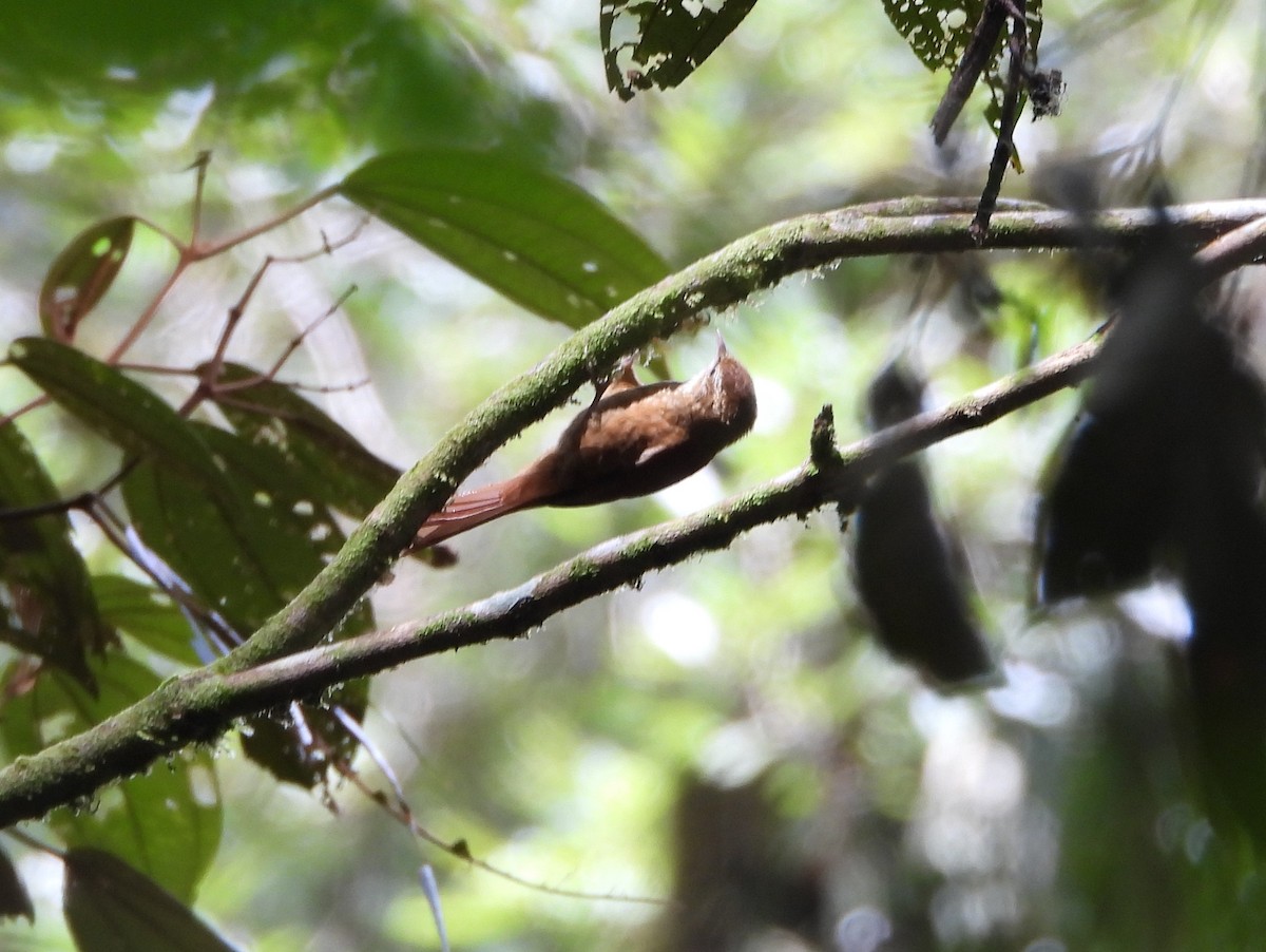 Щетинкохвіст гірський - ML644311352