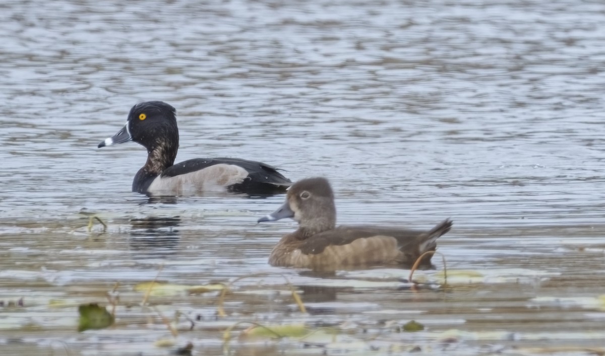 Ring-necked Duck - ML644311354