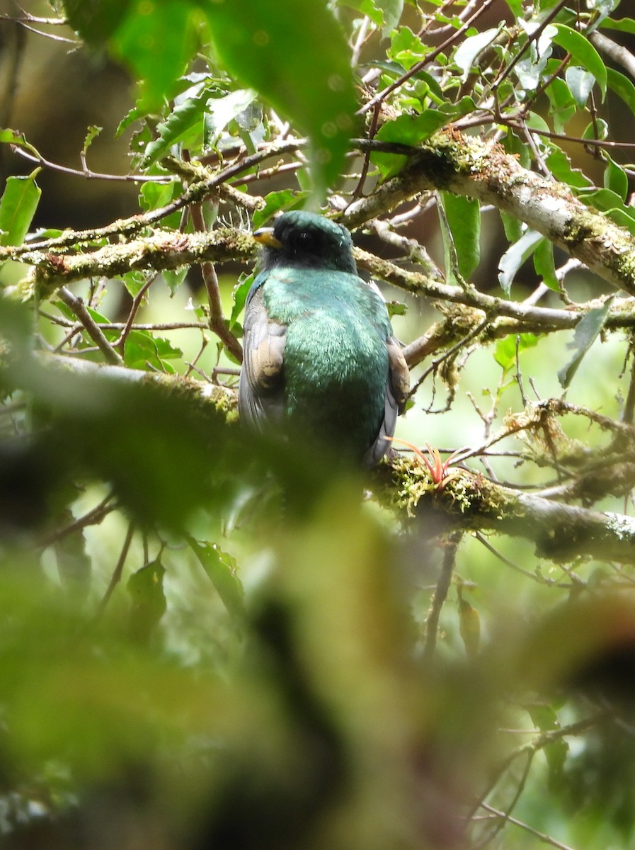 båndtrogon - ML644311355