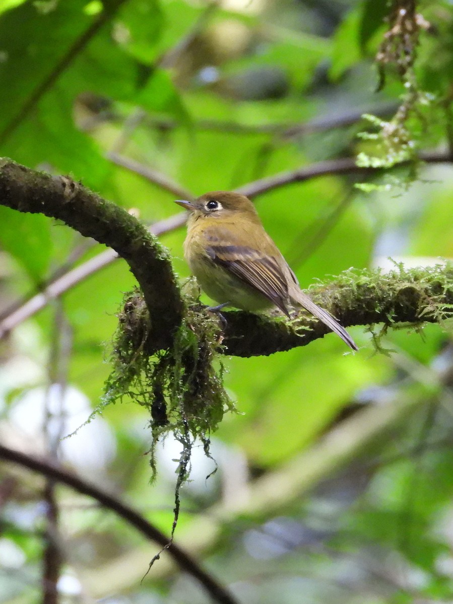 Піві-малюк золотистий - ML644311359